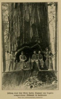 Fällung eines fünf Meter starken Stammes von Redwood in Kalifornien