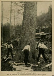 Fällungsbetrieb im bayrischen Wald 1906