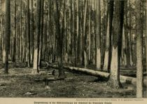 Harzgewinnung in den Kieferwaldungen des Südostens der Vereinigten Staaten