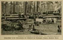 Holzausfuhr in den Kiefernforsten des Südostens der Vereinigten Staaten