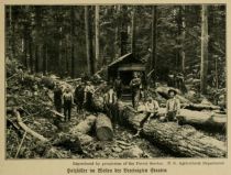 Holzfäller im Westen der Vereinigten Staaten