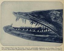 Das drohende Maul eines Barrakudas, eines der gefährlichsten Fischhechte des Karibischen Meeres, der mit seiner fürchterlichen Bezahnung schwere Wunden verursacht. (American Museum of Natural History)