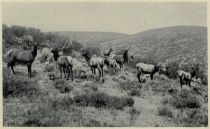 Der Wapiti (Cervus canadensis), in Nordamerika als Elk bekannt, gehört in die Familie der Hirsche (Cervidae). Viele Wapitis sind deutlich größer als europäische Rothirsche. Lediglich der Elch ist größer. Die Bezeichnung Wapiti (weißes Hinterteil) erhielten sie von den Shawnee-Indianern.