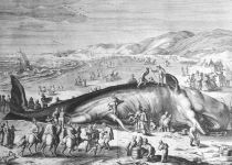Am 3. Februar 1598 strandete dieser 20 Meter lange Wal an der Küste zwischen Scheveningen und Katwijk