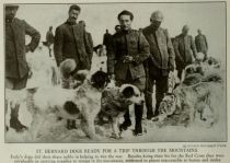 WK1 Bernhardiner Hunde im Einsatz für das Rote Kreuz