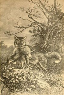 Fuchs mit einem Hasen im Fang