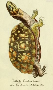 Carolinische Schildkröte