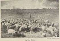 Schafe, Auf der Weide