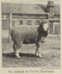 Schafe, Ein Zuchtbock, der 71000 Mark kostete
