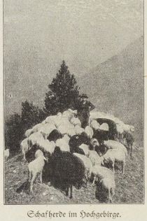 Schafe, Schafherde im Hochgebirge