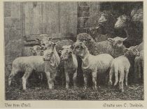 Schafe, Vor dem Stall