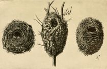 Tafel 88 Nester mit seitlicher Öffnung. Links: Laubvogel-Nest, Mitte: Schwanzmeisen-Nest, Rechts: Zaunkönig-Nest