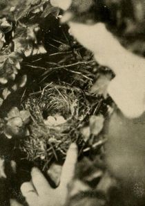Tafel 91 Nest des Grünlings