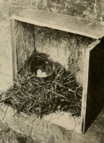 Tafel 95 Hausrotschwanz-Nest. 