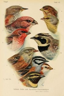 Tafel 83 Seltene Arten der deutschen Singvogelwelt