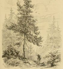 Holzsammler in deutschen Wäldern
