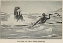 Eskimos, Angriff eines Walrosses
