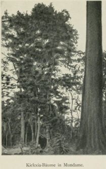 13 Kickxia-Bäume in Mundame 