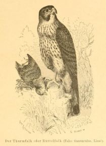 Der Turmfalke oder Rüttelfalke (Falco tinnunculus, Linné).