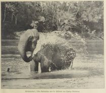 Wildtiere, Elefant, Elefantenbad