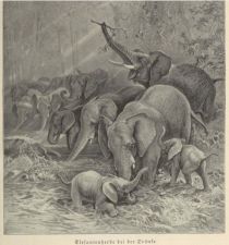 Wildtiere, Elefantenherde bei der Tränke
