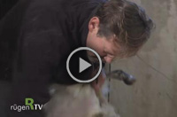 Video Schafe scheren
